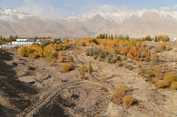 Hu yanlin tree park in yellow leaves near the Tashkurgan Stone City was a small fortified city with multiple layers of walls. Location: Tashgur City, Tajikistan Autonomous Region, Xinjiang, China.