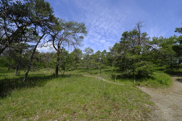 Obraz premium Naturschutz- und Landschaftsschutzgebiet Höhfeldplatte bei Thüngersheim, Landkreis Main-Spessart, Unterfranken, Bayern, Deutschland
