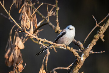 Close-up of a long-tailed tit perched on a maple branch with seeds, looking toward the camera lens on a sunny autumn day. © Mariia