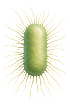 Bacterial cell featuring numerous thin pili extending outward in various directions.