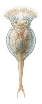 Free-swimming rotifer featuring a long foot and a rotating ciliary crown.