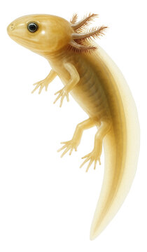 Preserved amphibian larva in formaldehyde, featuring external gills and a long body.