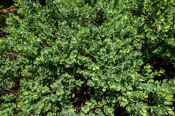Akia (Wikstroemia uva-ursi) Plant on Kauai, HI