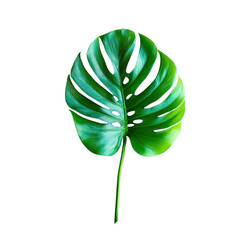 Monstera Leaf Isolated on Transparent Background