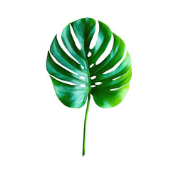 Monstera Leaf with Depth in Cuts Isolated on Transparent Background
