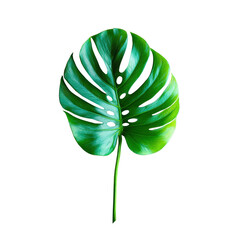 Natural Imperfect Monstera Leaf Isolated on Transparent Background