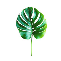 Soft Minimal Monstera Leaf Isolated on Transparent Background