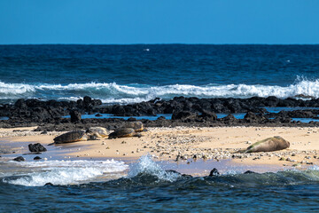 Green Sea Turtles and a Hawaiian Monk Seal (Neomonachus schauinslandi) on Kauai, HI