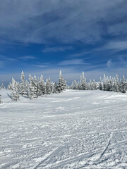 Winter forest landscape with snow and blue sky