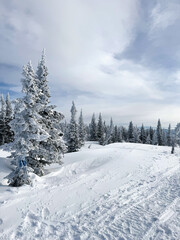 Snow covered forest with pine trees under cloudy winter sky