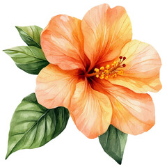watercolor of Indian Shot Flower draw illustration, isolated on a white background. © zenvor