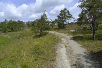 Obraz premium Naturschutz- und Landschaftsschutzgebiet Höhfeldplatte bei Thüngersheim, Landkreis Main-Spessart, Unterfranken, Bayern, Deutschland