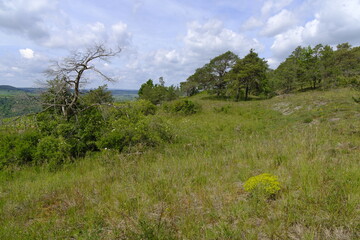 Obraz premium Naturschutz- und Landschaftsschutzgebiet Höhfeldplatte bei Thüngersheim, Landkreis Main-Spessart, Unterfranken, Bayern, Deutschland