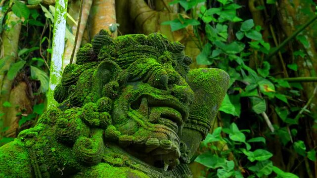 Statue of Barong Lion Guard, Balinese mythological creature, covered with green moss against aerial roots of sacred fig tree (Ficus religiosa) on background. Hindu temple in Bali. Camera zooms out.