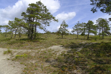 Obraz premium Naturschutz- und Landschaftsschutzgebiet Höhfeldplatte bei Thüngersheim, Landkreis Main-Spessart, Unterfranken, Bayern, Deutschland