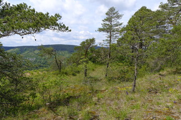 Obraz premium Naturschutz- und Landschaftsschutzgebiet Höhfeldplatte bei Thüngersheim, Landkreis Main-Spessart, Unterfranken, Bayern, Deutschland
