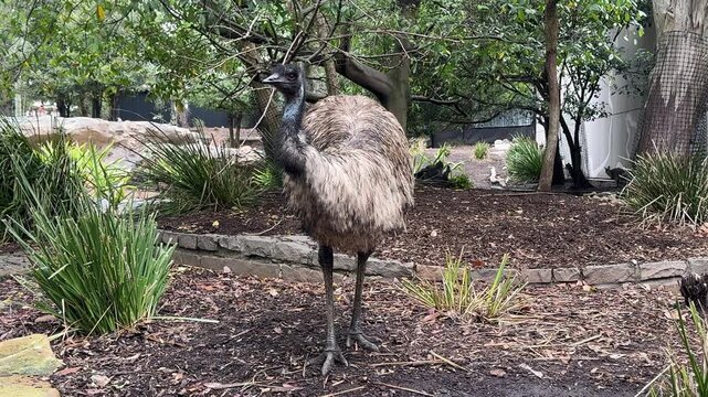 Closeup of a Cute Emu (Dromaius Novaehollandiae)