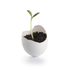 Egg shell with seedling on white background