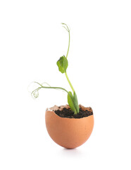 Egg shell with seedlings on white background