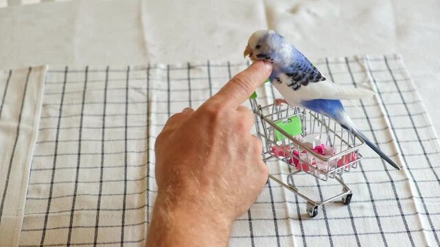 Budgerigar is playing with a humans hand while being inside its cozy cage. Colorful Budgie is interacting playfully with a owner. Funny parakeet is having fun. Tamed bird. Pet parrot. Domestic Animals