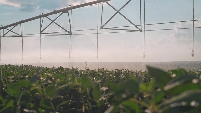 The irrigation system with a strong sprinkler sprays water over crops in the field. Agriculture and farming depend on irrigation, on water spray, on good equipment to keep cultivation healthy.