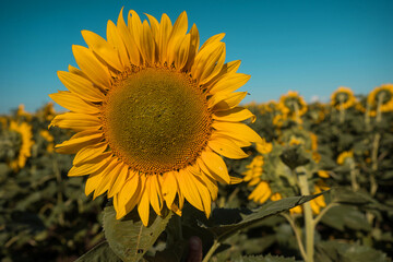A field of yellow sunflowers, slow motion. The sun is shining, summer is warm.