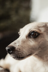 Artistic vertical close-up of the eye and muzzle of a light terrier-type dog on a dark blurry background in atmospheric soft natural lighting in the house