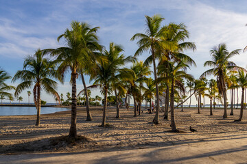 Fototapeta premium Matheson Hammock Park at sunset in Coral Gables Florida USA