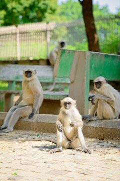 grey langurs sitting and watching
