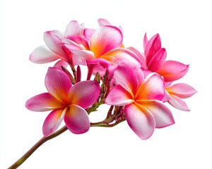 Isolated Plumeria Blossoms: Beautiful Tropical Flowers in Pink Against a Crisp White Backdrop