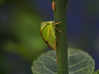A photo of a green insect (Stictocephala bisonia), commonly called the buffalo treehopper. And above it are its eggs