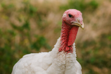 Portrait of a white domestic turkey showcasing detailed feathers natural farm environment agricultural heritage poultry farming and traditional rural animal photography