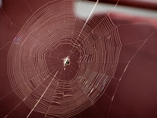A spinybacked orb-weaver sits at the center of a backlit geometric web, highlighting intricate silk patterns and natural engineering in Huatulco, Oaxaca, Mexico.