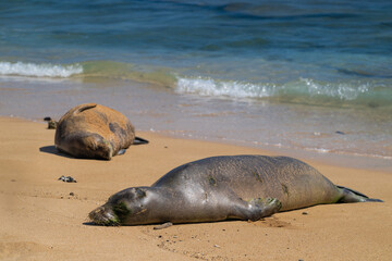 Hawaiian Monk Seal (Neomonachus schauinslandi) on Kauai, HI