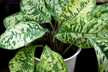 Close up of Dieffenbachia reflector camouflage leaf