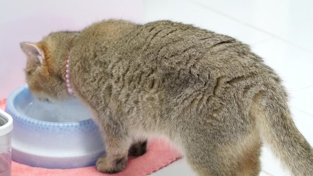 Fluffy cat with unique coat pattern drinks water from blue bowl, showcasing soft fur and curious expression while wearing pink collar cozy pink mat, creating peaceful atmosphere for this adorable pet