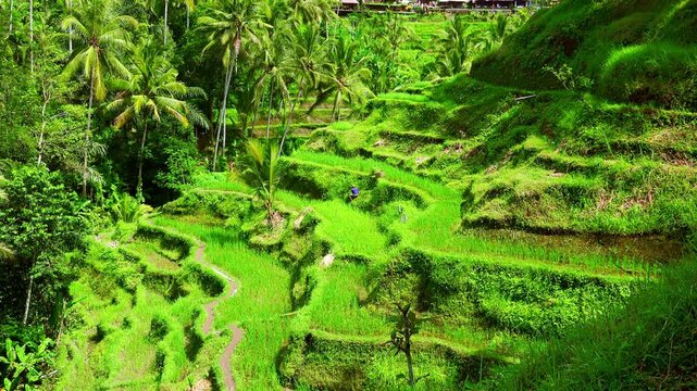 Magnificent landscape of rice terraces and lone worker cultivating field on bright sunny day. Plantations of crops surrounded by wild tropical vegetation. Camera stay still. Ubud, Bali, Indonesia.