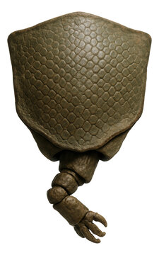 Silurian placoderm armor plate with detailed scale patterns and jointed limb base.