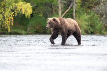 Alaskan brown bear standing in Brooks River