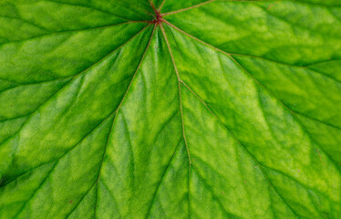 close up on green leaf texture background