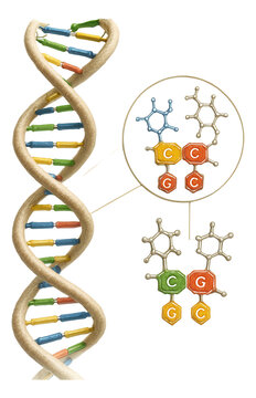 Neutral mutation with a codon change that does not alter protein function.