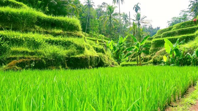 Beautiful scenery with paddy field surrounded by stepped terraces with rice plantations and palm trees lit by sunlight. Traditional method of food crops cultivation in Indonesia. Camera stays still.
