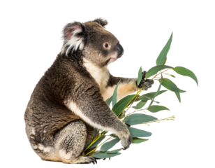 Koala Sitting and Holding a Small Eucalyptus Leaf, Cute Australian Wildlife Portrait