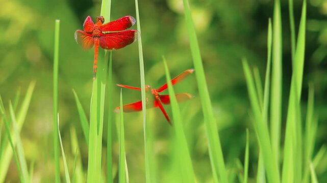 Close-up of two Asian Red-winged Dragonflies (Neurothemis terminata) clinging to grass blades slightly swaying in wind against green foliage on background. Beauty of exotic insects in tiny details.