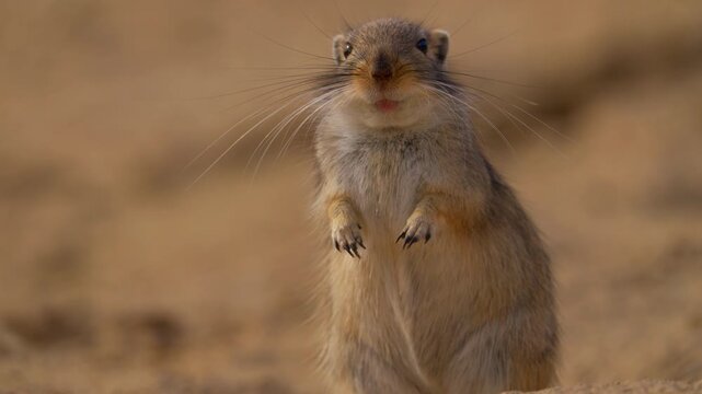 Wild gerbil standing, closeup