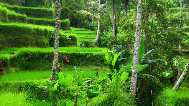 Water-controlling terrace system of rice plantations in Ubud, Indonesia. Food crops growing on stepped hill against tall palm trees and thicket of tropical plants on background. Camera zoom out