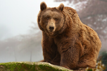 Brown Bear in a Foggy Forest on a Moss-Covered Rock