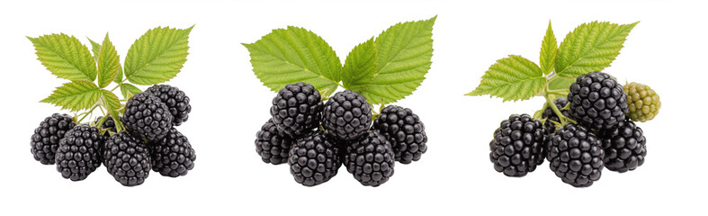 Blackberry Rubus fruticosus isolated on white, fresh ripe blackberries with green leaves, healthy organic forest berry harvest, antioxidant nutrition, set of 3 © Jamil