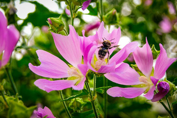 A bumblebee on a musk mallow flower (Malva moschata). Ideal for use in botanical illustrations, nature calendars, eco-friendly campaigns, or educational materials about pollination