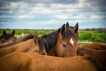 close-up of a group of horses. Horses gathered together in a pastoral setting. a chestnut horse with striking eyes. For farm-themed materials, animal calendars, equestrian centers